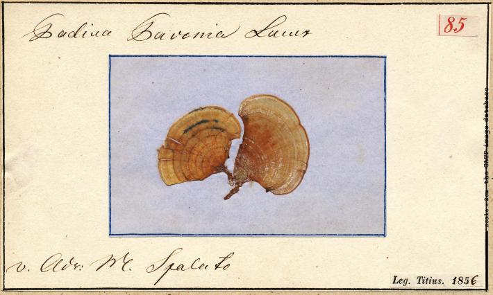Padina pavonica_85.jpg